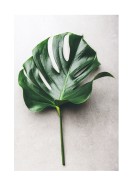 Monstera Leaf | Gör en egen poster