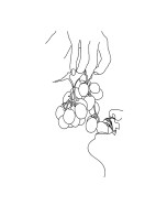 Grapes Line Art | Gör en egen poster